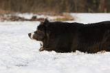 BORDER COLLIE 1180